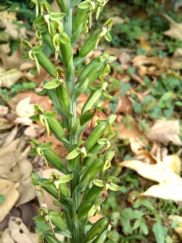 Image of Habenaria eustachya by (c) Oscar Marín, some rights reserved (CC BY-SA)