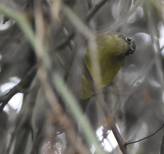 Setophaga caerulescens