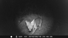 Urocyon cinereoargenteus californicus