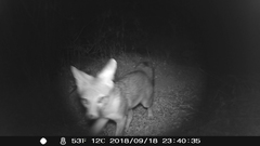 Urocyon cinereoargenteus californicus