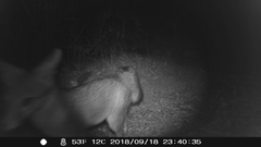 Urocyon cinereoargenteus californicus