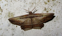 Menophra serpentinaria
