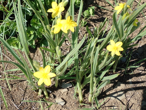 Small yellow star-flower (Hypoxis argentea)