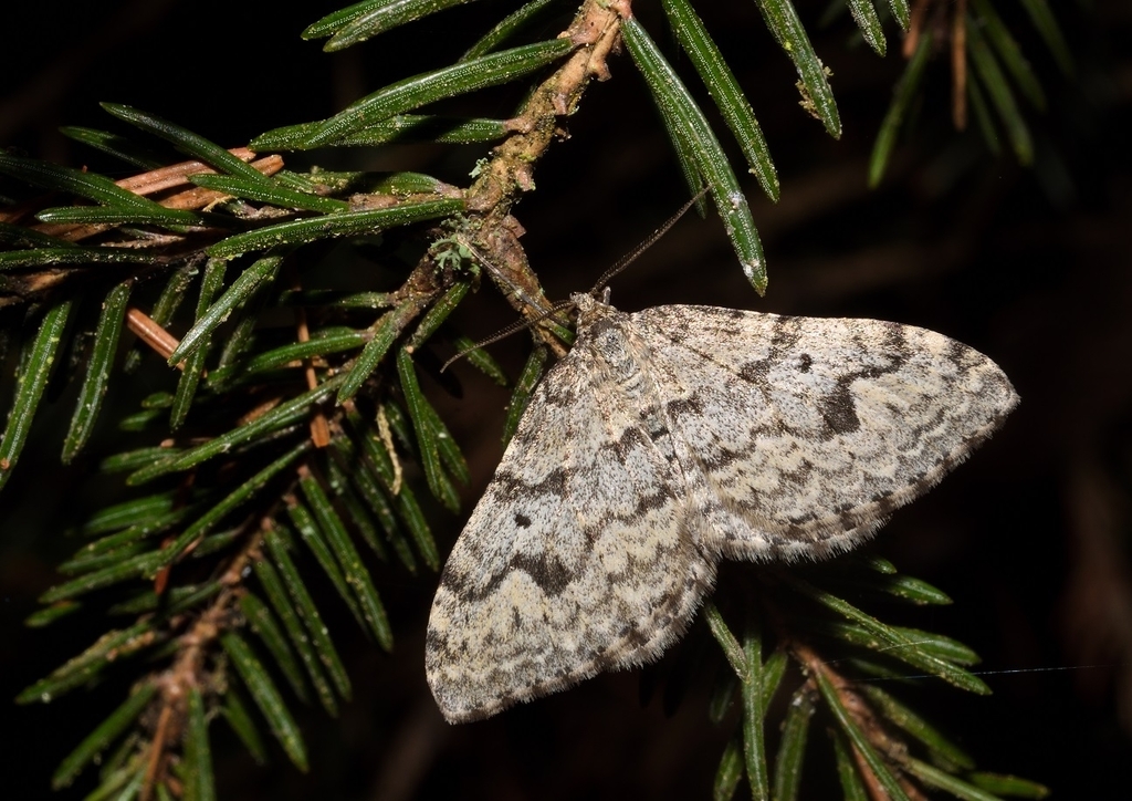 Xanthorhoe incursata