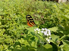 Mechanitis polymnia lycidice