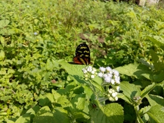 Mechanitis polymnia lycidice