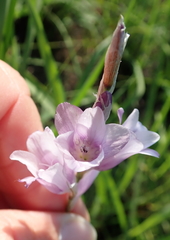 Dierama floriferum
