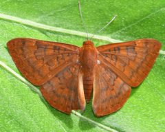 Emesis mandana