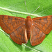 Mariposa Topacio - Photo (c) Roger Rittmaster, algunos derechos reservados (CC BY-NC), subido por Roger Rittmaster