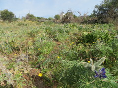 Lupinus pilosus