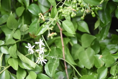 Magnoliopsida