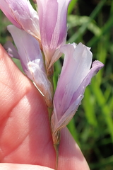 Dierama floriferum