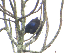 Conirostrum albifrons