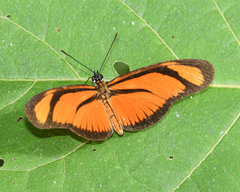 Eueides aliphera