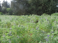 Lupinus pilosus