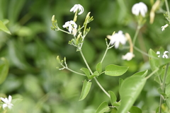 Magnoliopsida