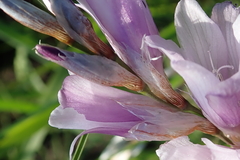 Dierama floriferum
