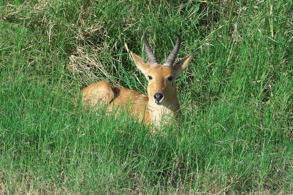 Redunca redunca, Serengeti National Park, Tanzania, by paultavares