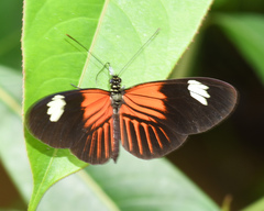 Heliconius melpomene