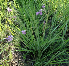 Dierama floriferum