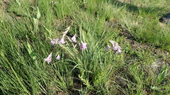Dierama floriferum