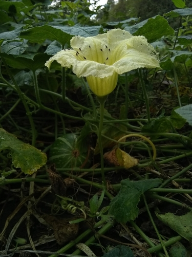Image of Cucurbita okeechobeensis by (c) Oscar Marín, some rights reserved (CC BY-SA)