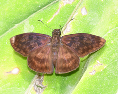 Anastrus sempiternus