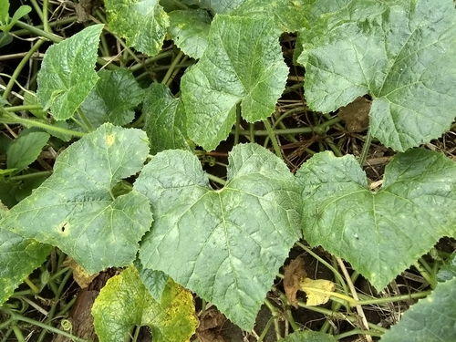 Image of Cucurbita okeechobeensis by (c) Oscar Marín, some rights reserved (CC BY-SA)