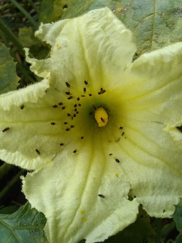 Image of Cucurbita okeechobeensis by (c) Oscar Marín, some rights reserved (CC BY-SA)