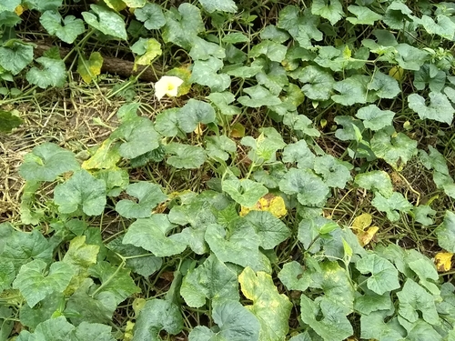 Image of Cucurbita okeechobeensis by (c) Oscar Marín, some rights reserved (CC BY-SA)