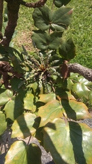 Berberis bealei