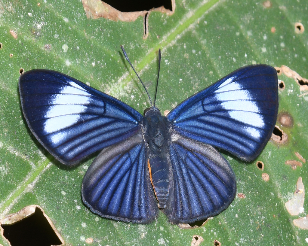 White-rayed Metalmark