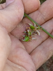 Genista pseudoretamoides image