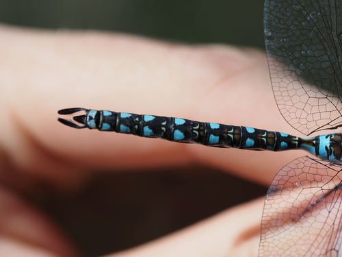 California Darner