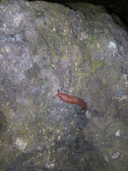 Milacidae