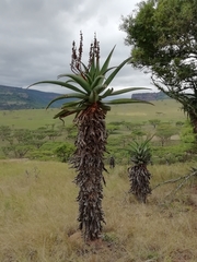 Aloe candelabrum