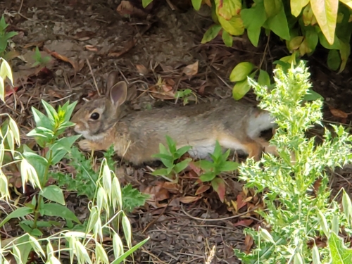 Eastern Cottontail photographed in Washington