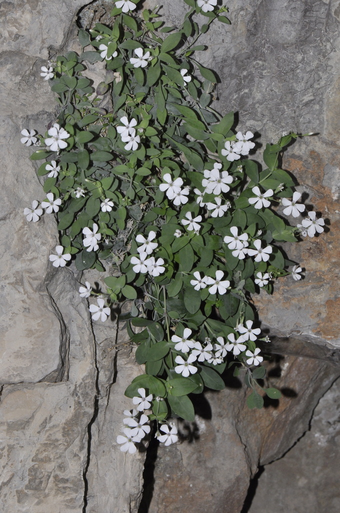 Petrocoptis glaucifolia