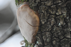 Basidiomycota