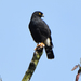 White-rumped Hawk - Photo (c) Dave Wendelken, some rights reserved (CC BY-NC), uploaded by Dave Wendelken