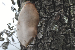 Basidiomycota