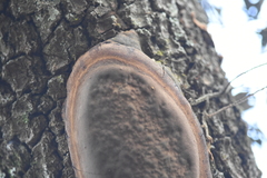 Basidiomycota