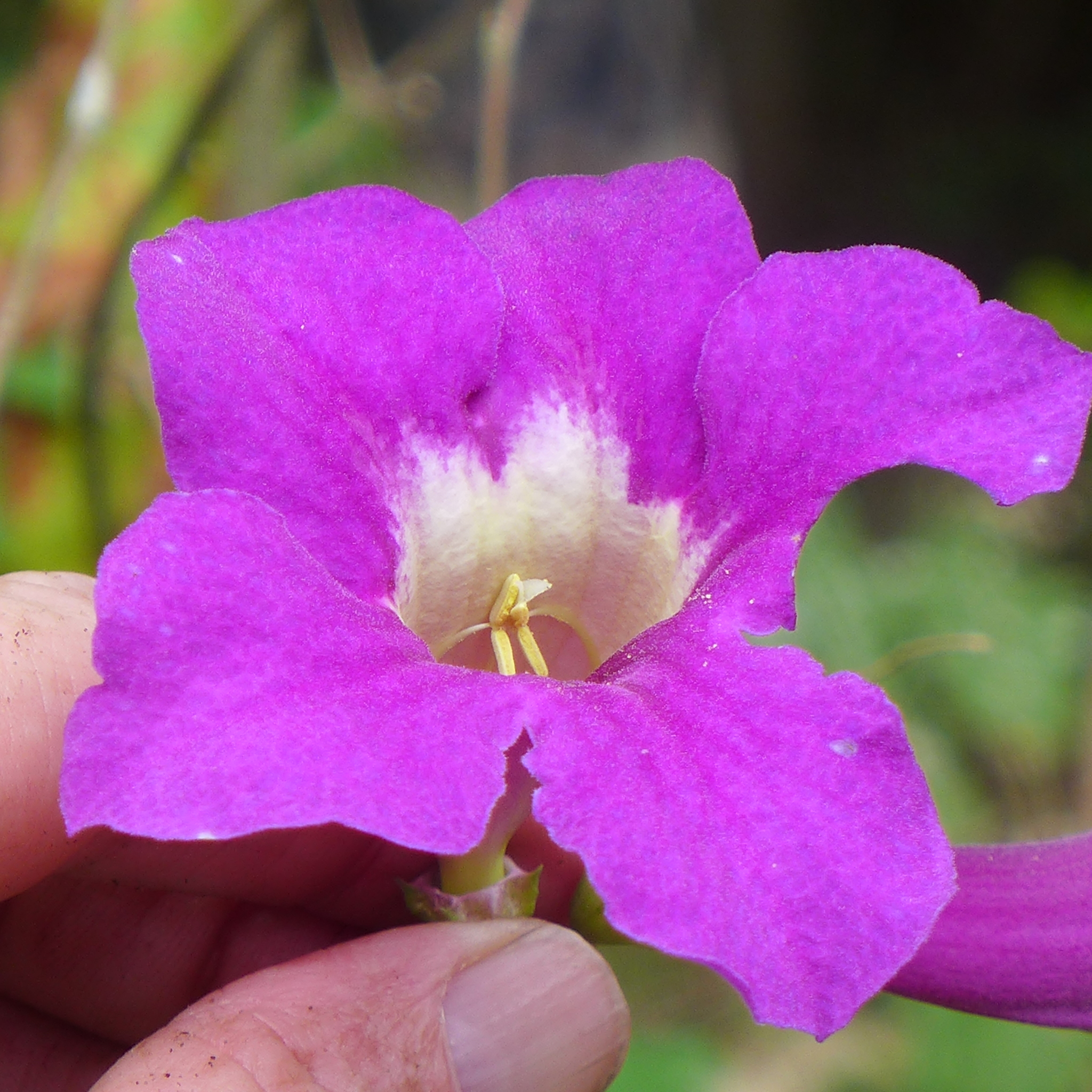 Bignonia
