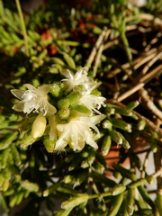 Rhipsalis mesembryanthemoides