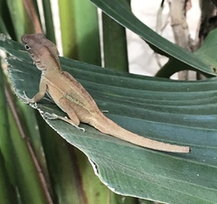 Anolis cybotes