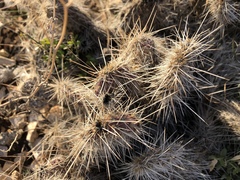 Opuntia trichophora