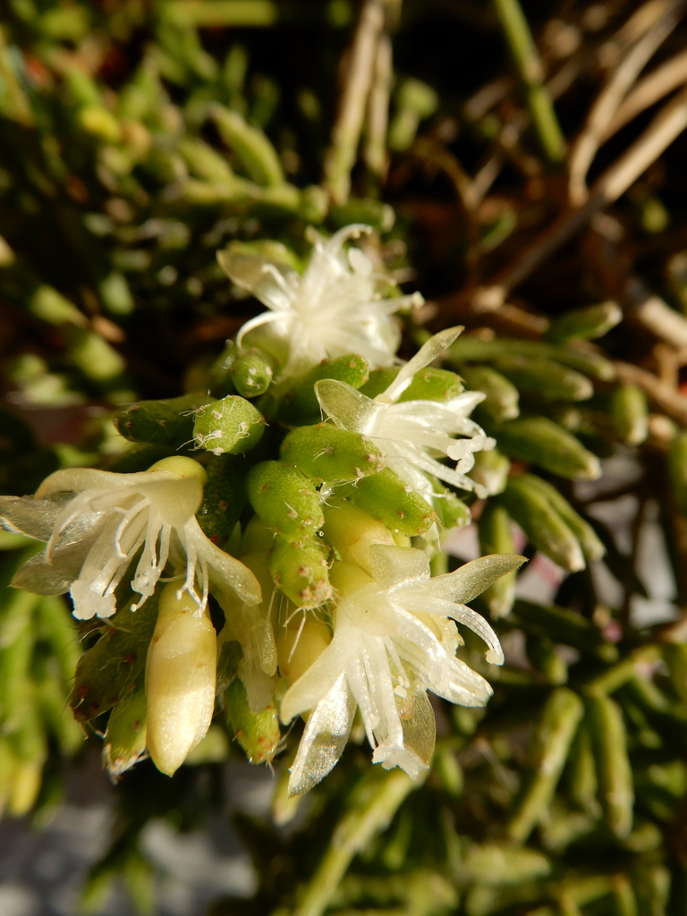 Rhipsalis mesembryanthoides