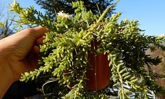 Rhipsalis mesembryanthemoides