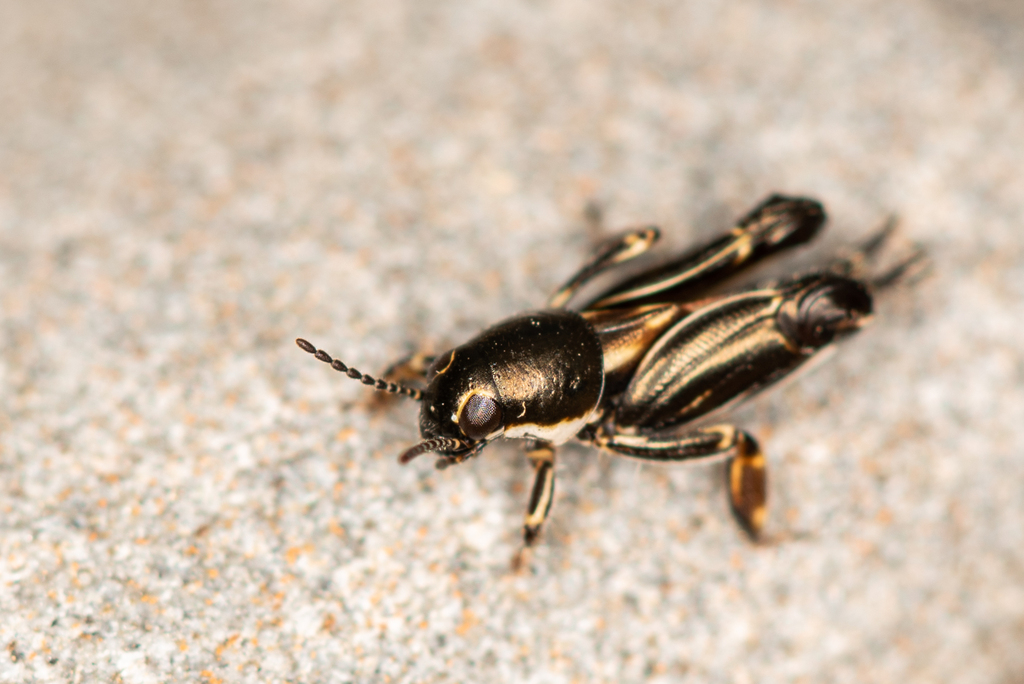 Molehoppers
