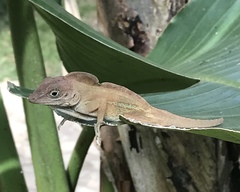 Anolis cybotes
